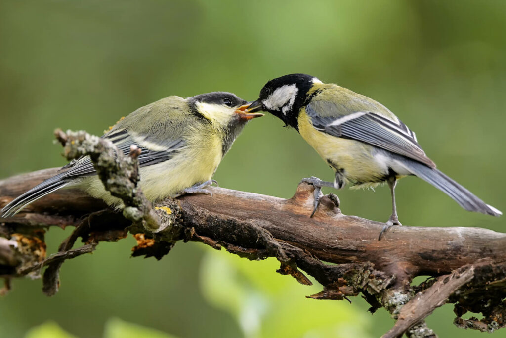A mother great tit feeds her chick