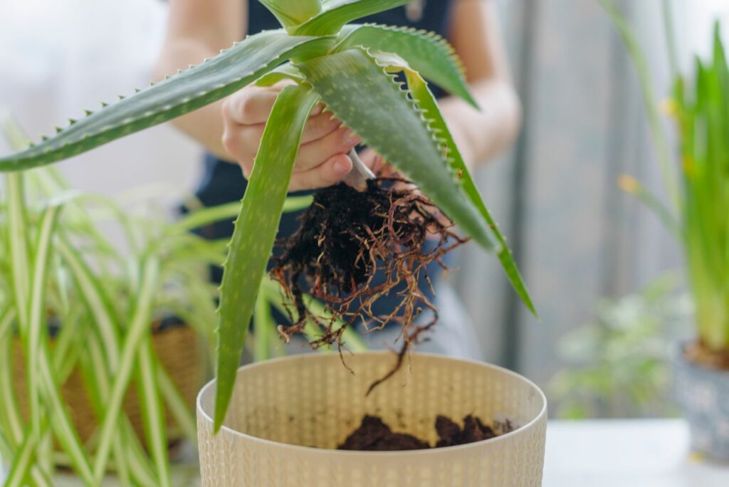 Planting aloe vera with bare roots