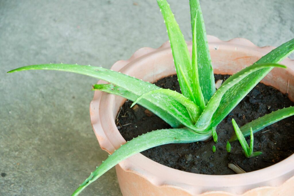 Aloe vera mother plant with offshoots