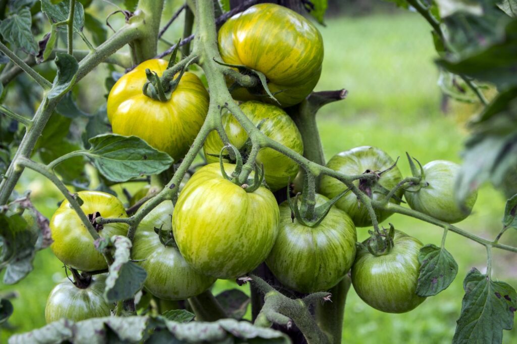 A bunch of ripe Green Zebra tomatoes displays green and yellow stripes. 