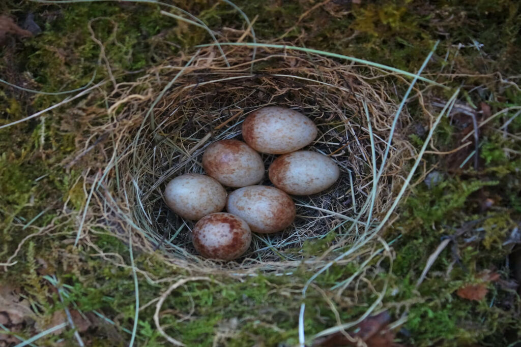 Six robin eggs in a nest