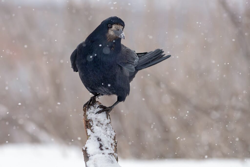 A rook in winter