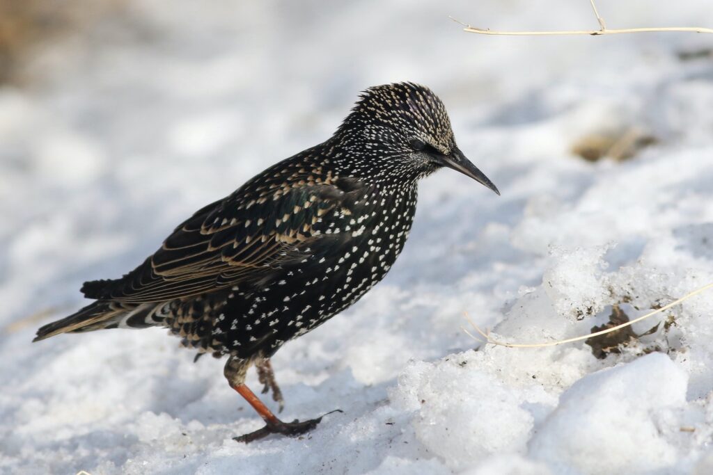 A starling shows its speckled plumage in snow
