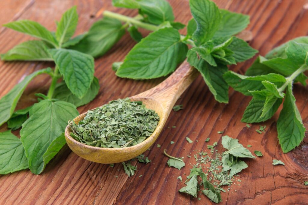 Drying & preserving mint leaves: useful tips - Plantura