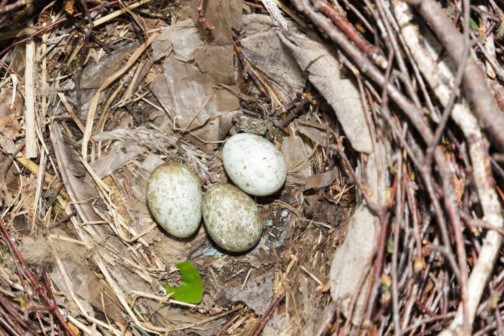 Three rook eggs in a nest
