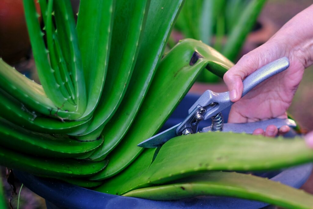 Aloe vera care: watering, fertilising & pruning - Plantura