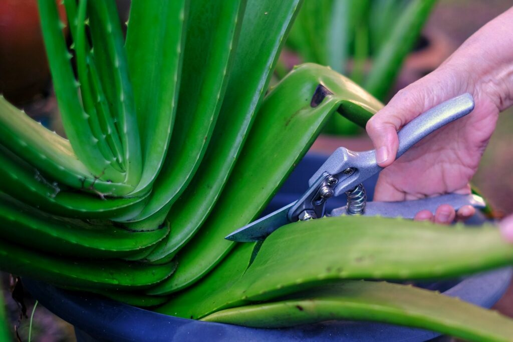 Garden shears being used to cut Aloe leaf