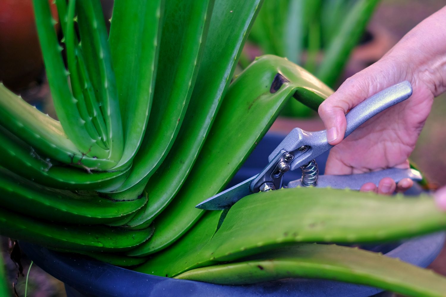 Aloe Vera Care Watering Fertilising Pruning Plantura   Trimming Aloe Vera Plant 