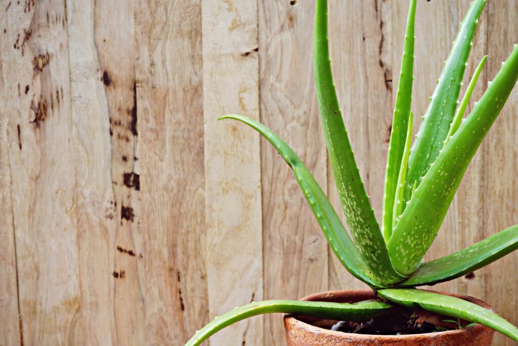 True aloe vera plant in pot