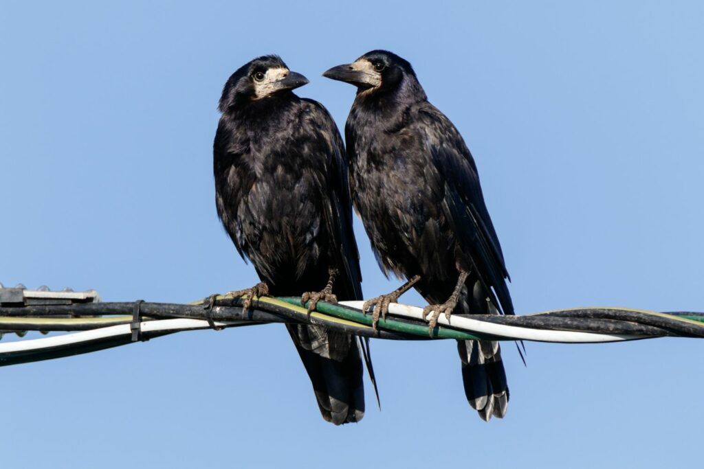 Two rooks perch on some wires