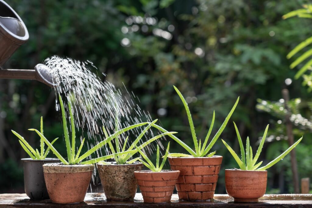 How to harvest & use Aloe vera - Plantura