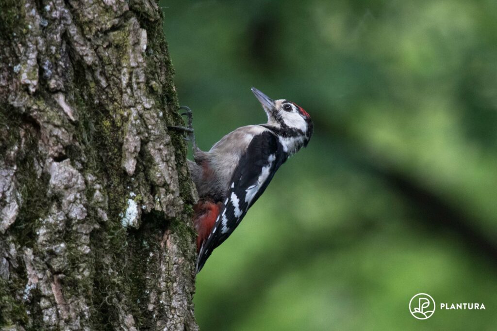 A woodpecker on a tree trunk