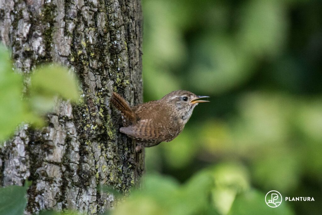 A wren clings to the side of a tree trunk