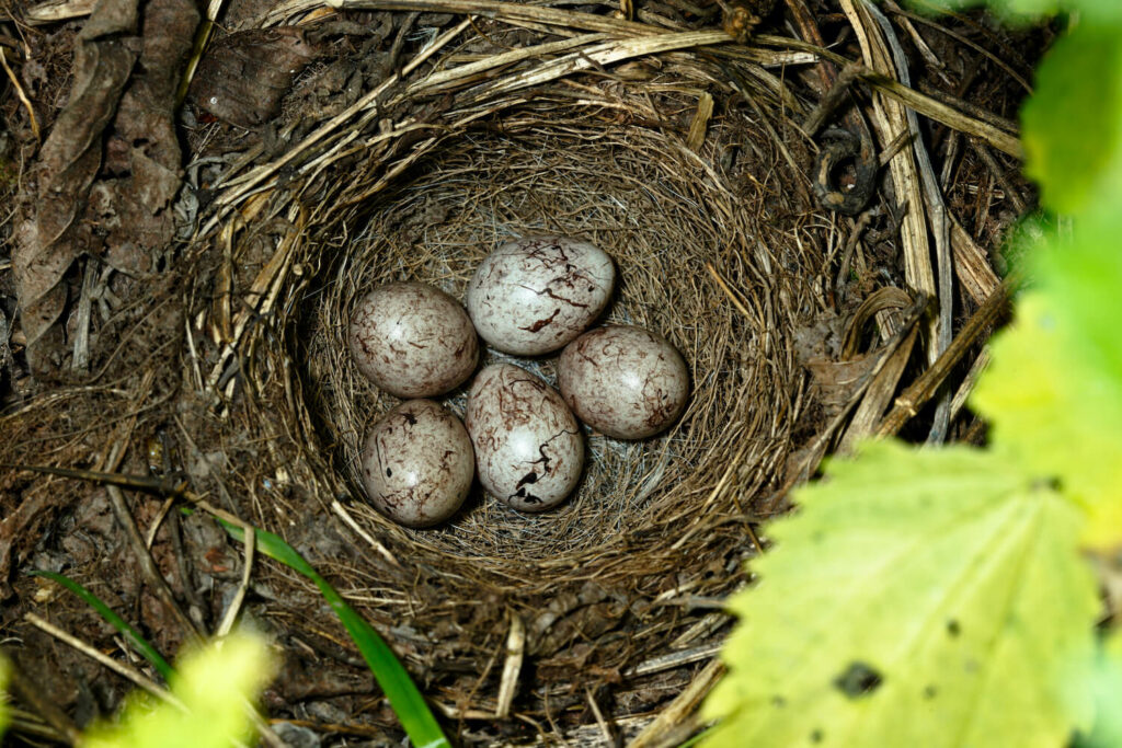 Five yellowhammer eggs in a nest