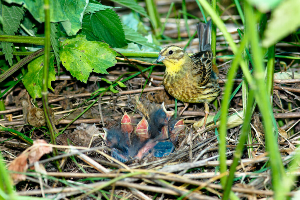 A yellowhammer looks over its 4 newborns