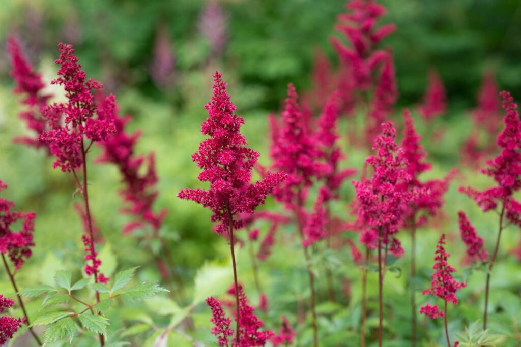 A group of astilbe flowers bloom.