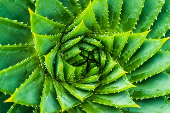 Types of aloe plants: our favourite aloe varieties