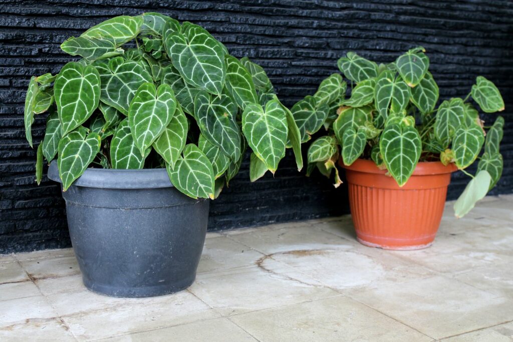heart shape Anthurium leaves with white pattern