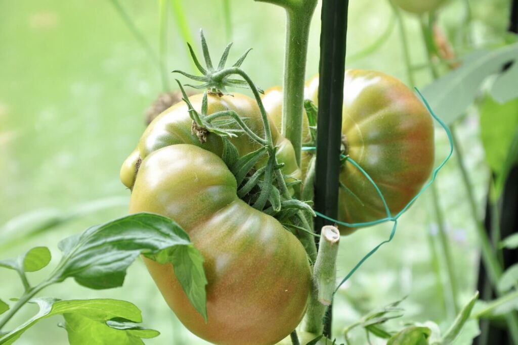 hanging tomato cluster 