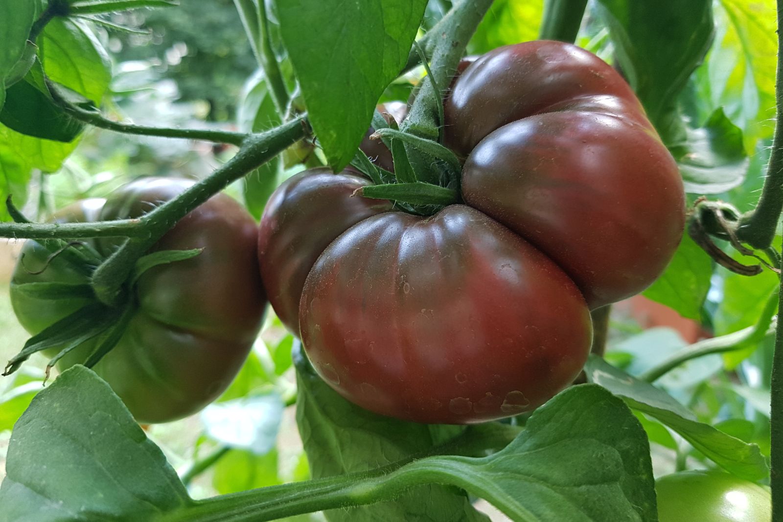 Black Krim tomatoes grow a black tomato variety Plantura