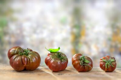 Black Krim tomato: cultivating Noire de Crimée tomatoes