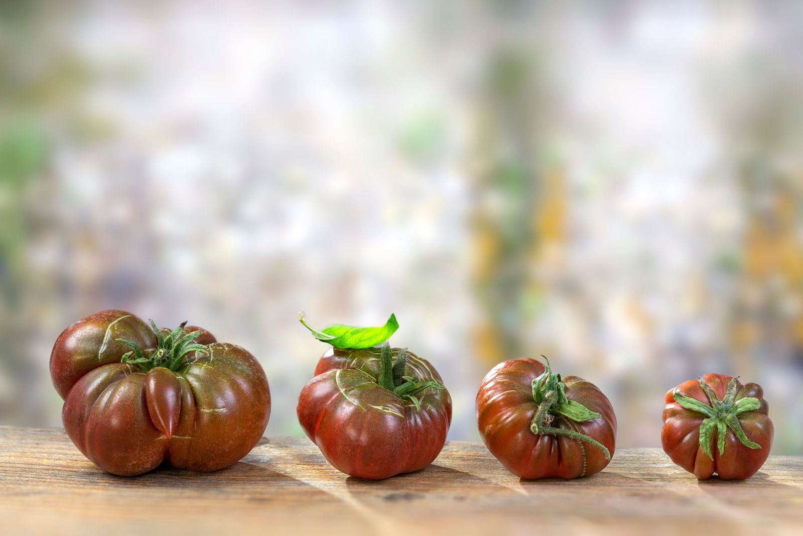 Black tomatoes: grow a black - Plantura