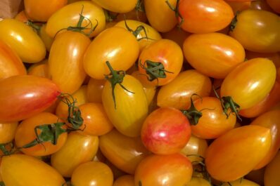 Tomato Blush: cultivation & care of the Artisan Blush Tiger tomato