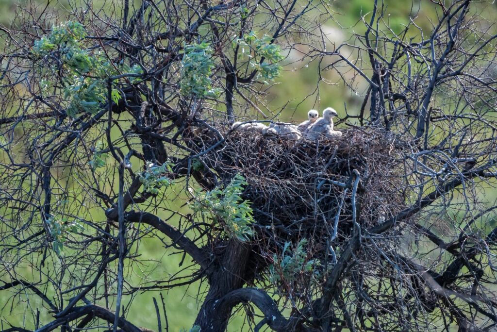 Buzzard chicks stand up in a nest