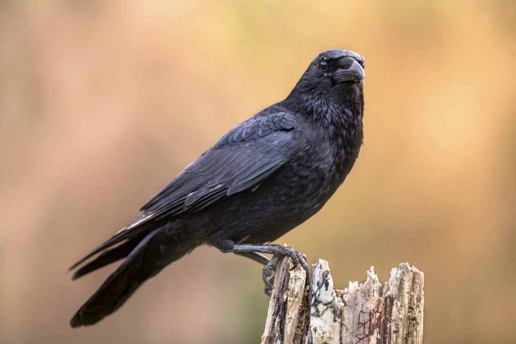A carrion crow perches
