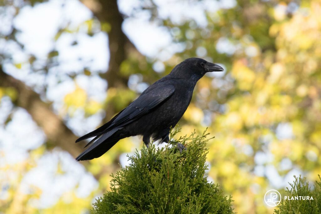 Carrion crow stands on a tree