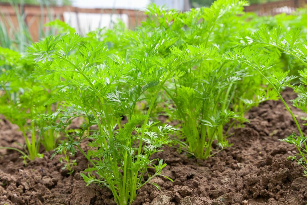 Strong, healthy carrot leaves