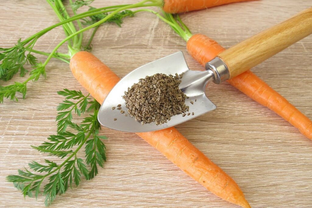 Carrot seeds on a trowel