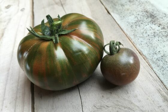 Chocolate Stripes tomato: cultivation & care