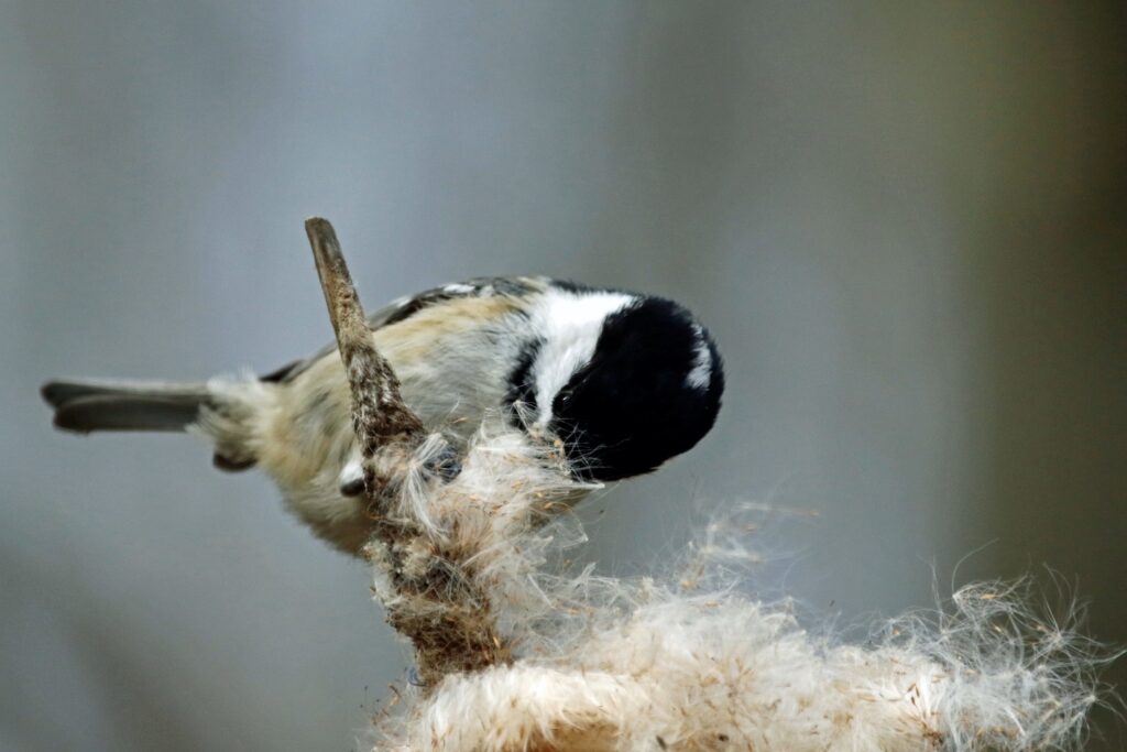 A coal tit collects nesting material