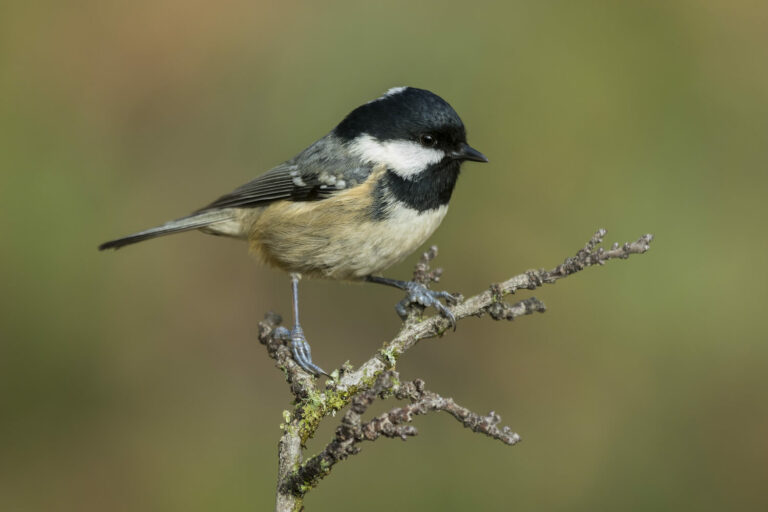 Coal Tit Song Nest And Identification Plantura