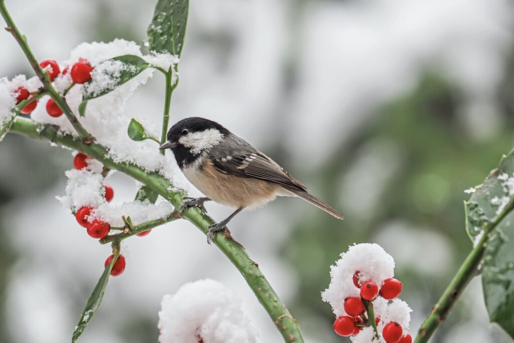 A coal tit perches amongst red berries and snow