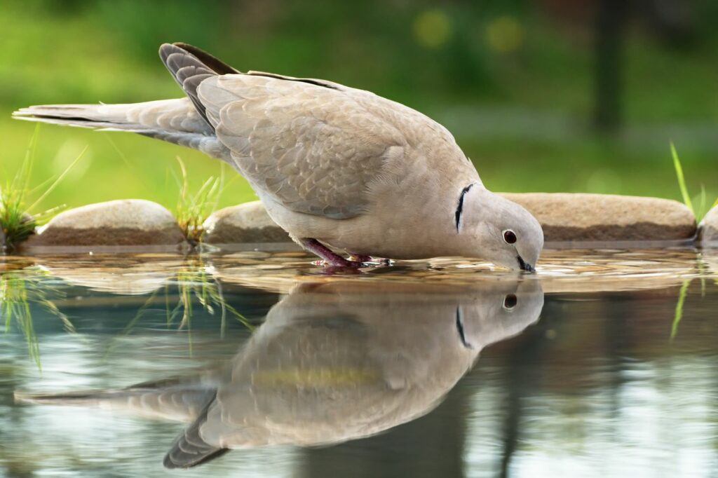 A collared dove drinks