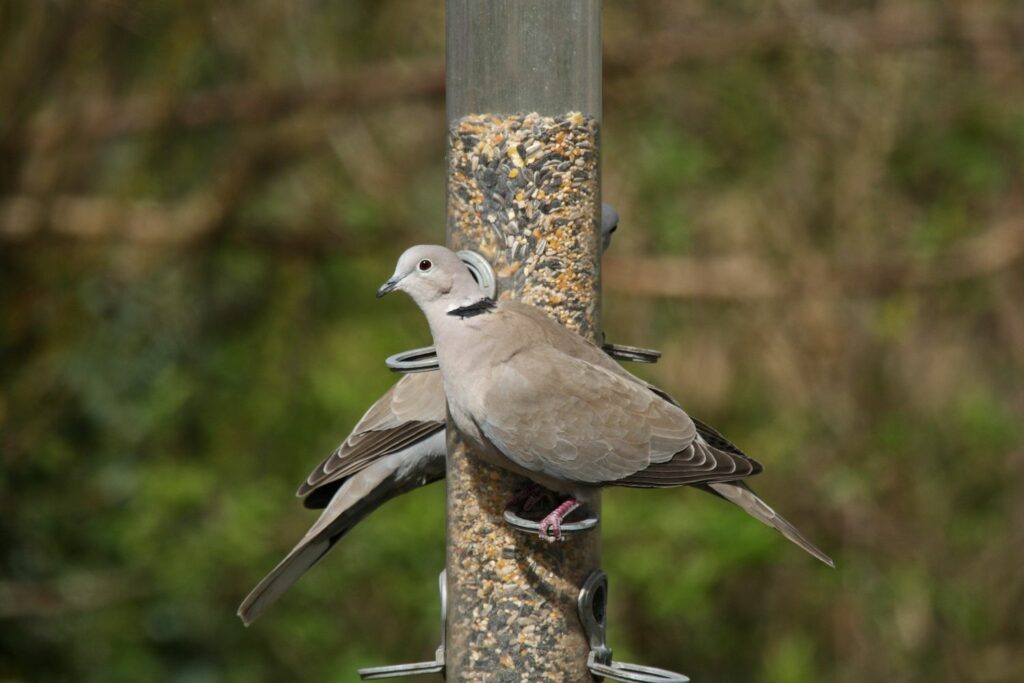 Two collared doves use a birdfeeder