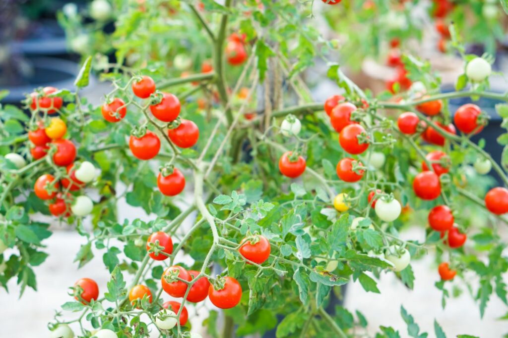 hanging currant tomatoes