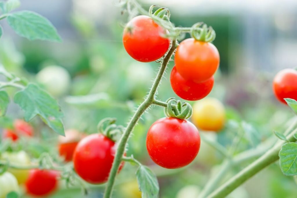 cluster of currant tomatoes 