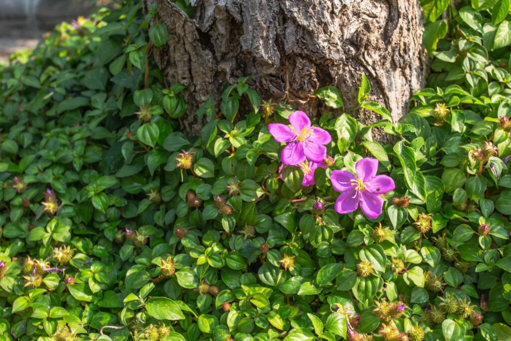 A shade loving plant blooms in purple flowers at the base of a tree