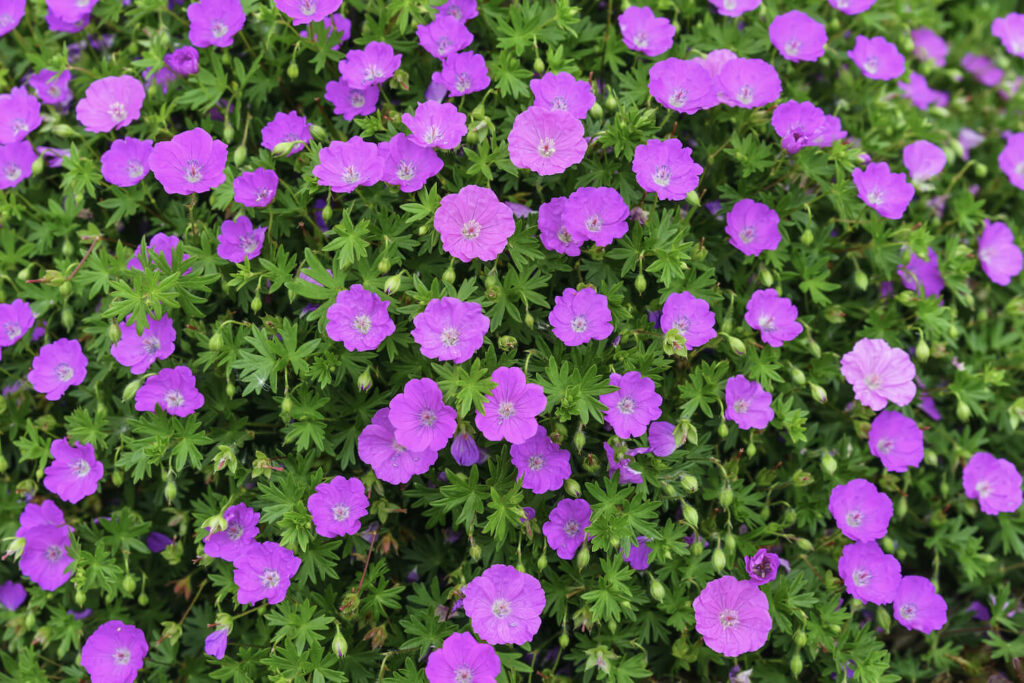 a ground cover blooms