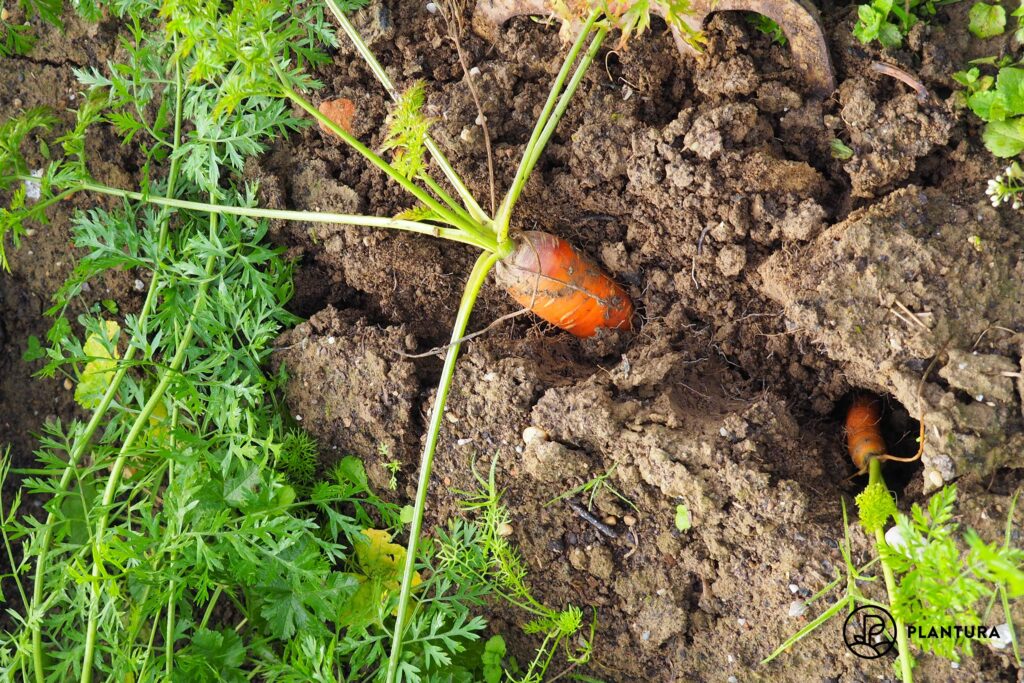 Ripe carrot in the ground