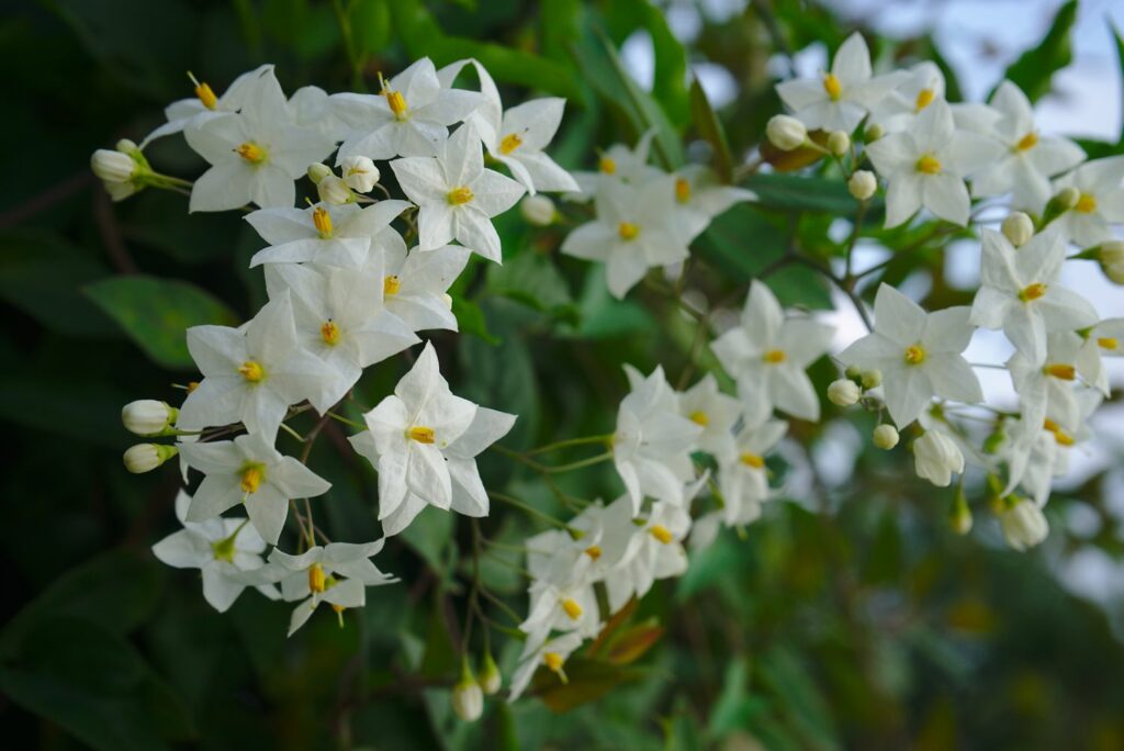  The white flowers of the jasmine nightshade bloom on a branch.