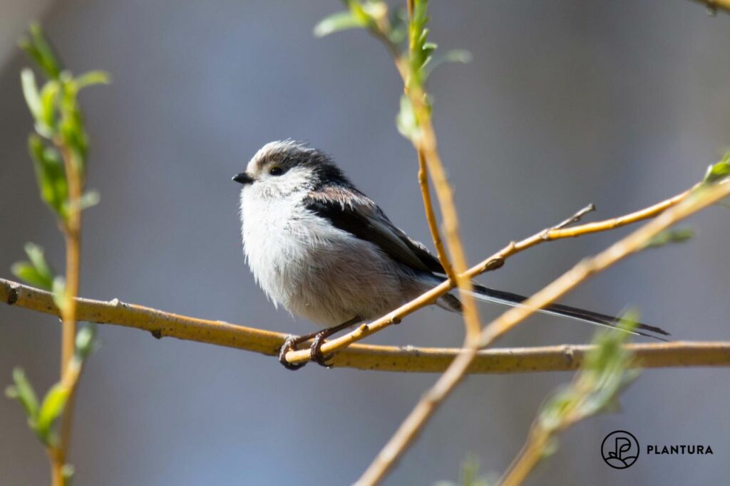 A long-tailed tit perches on a branch