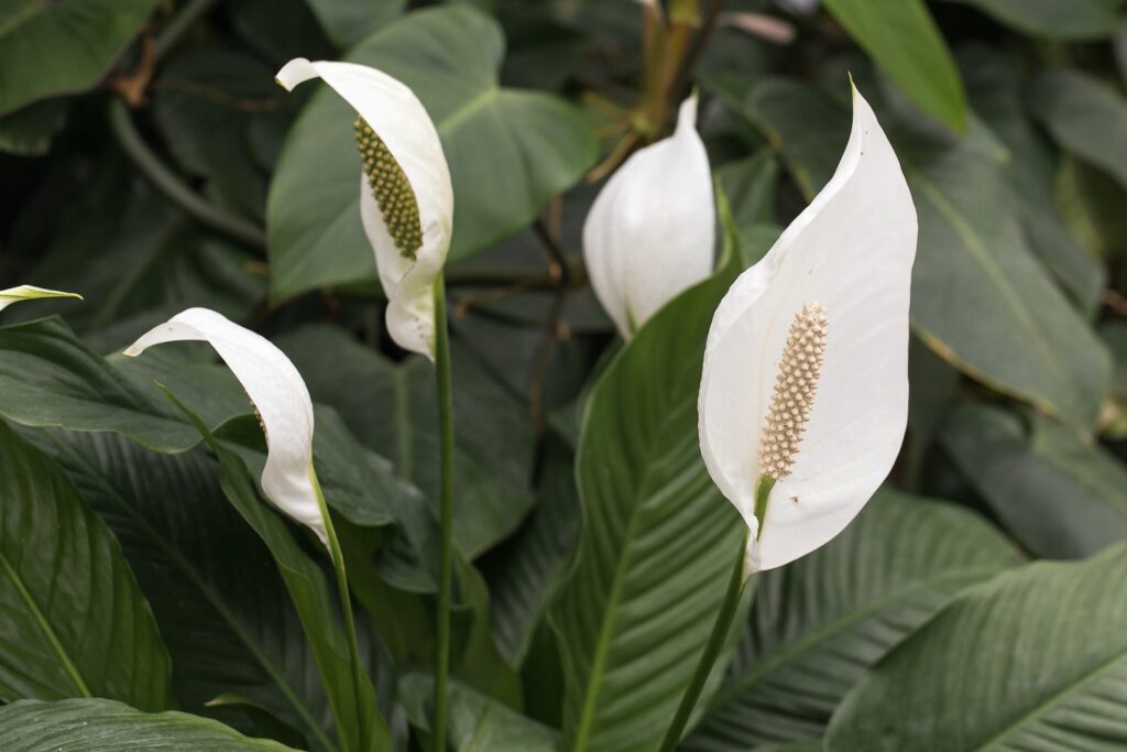 Peace lily plant with white bracts