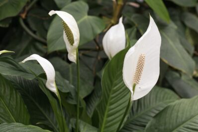 Peace lily: flower, care & varieties