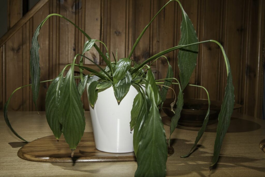 Peace lily with drooping leaving