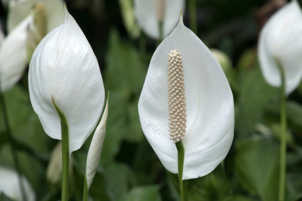White leaves and inflorescence of the peace lily