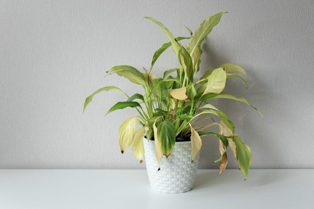 Peace lily with yellow leaves